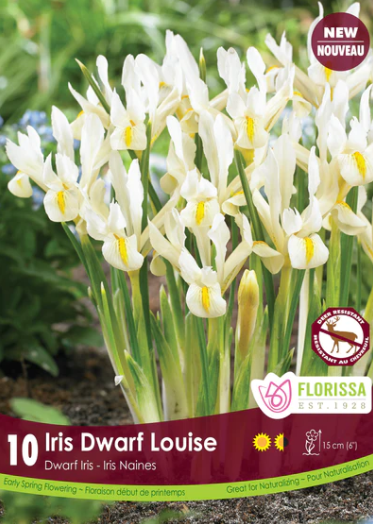 Bulbs, Dwarf Iris, Louise