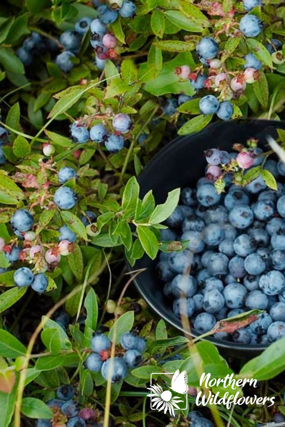 Seeds Wild Lowbush Blueberry