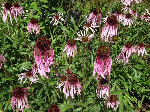 Seeds Pale Purple Coneflower