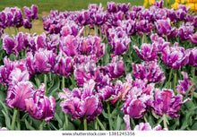 Load image into Gallery viewer, Bulbs, Tulip, Mysterious Parrot

