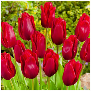Bulbs, Tulip, Ruby Prince