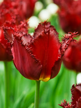 Load image into Gallery viewer, Bulb, Tulip, Pacific Pearl
