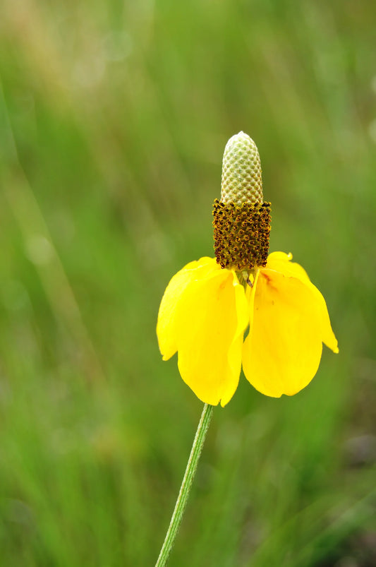 Seeds Prairie Coneflower