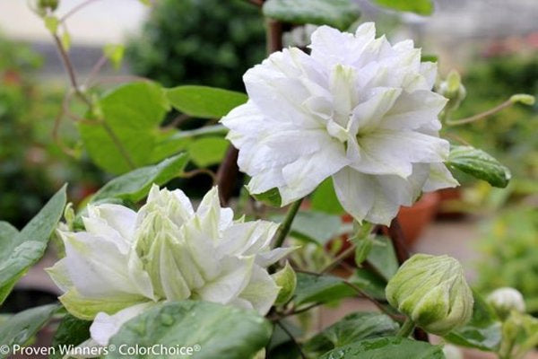 1 Quart Diamond Ball'  Clematis sp.