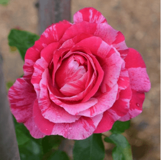 2g Bloomables CL Rose Cream Twirl