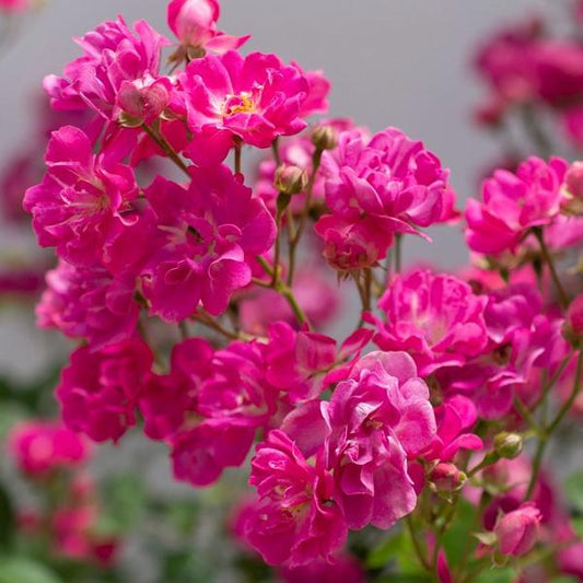 2g Bloomables CL Rose Polly Pink