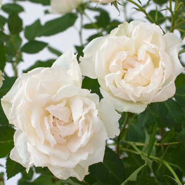 2g Bloomables LS Rose Icecap