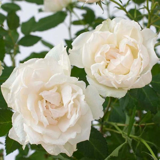2g Bloomables LS Rose Icecap