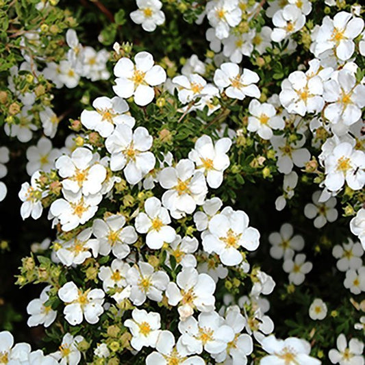 2g. Abbotswood Potentilla