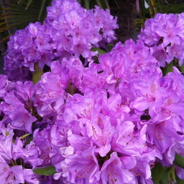 2g. Boursault Rhododendron