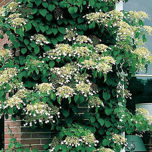 2g. Climbing Hydrangea