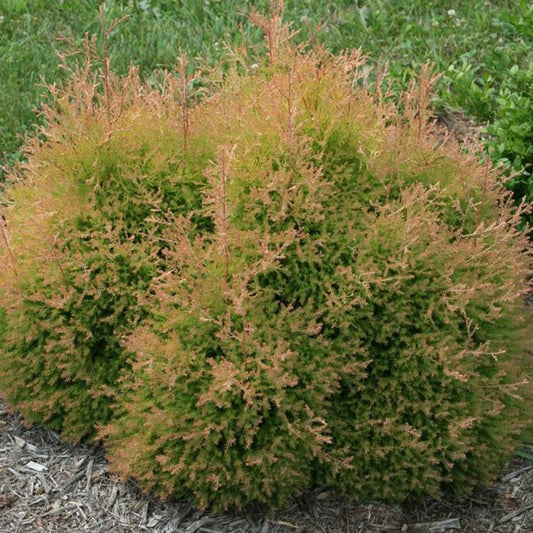 2g. Congabe Fire Chief Thuja