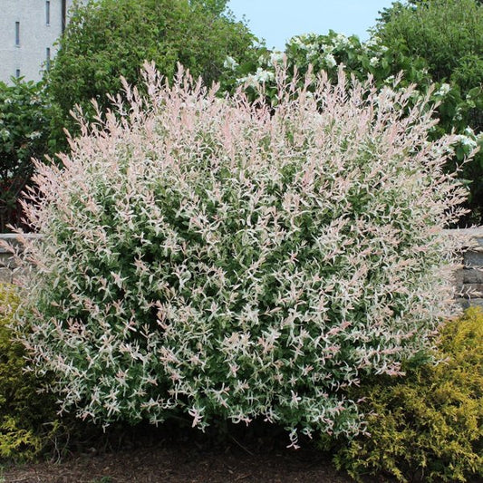 2g. Dappled Willow