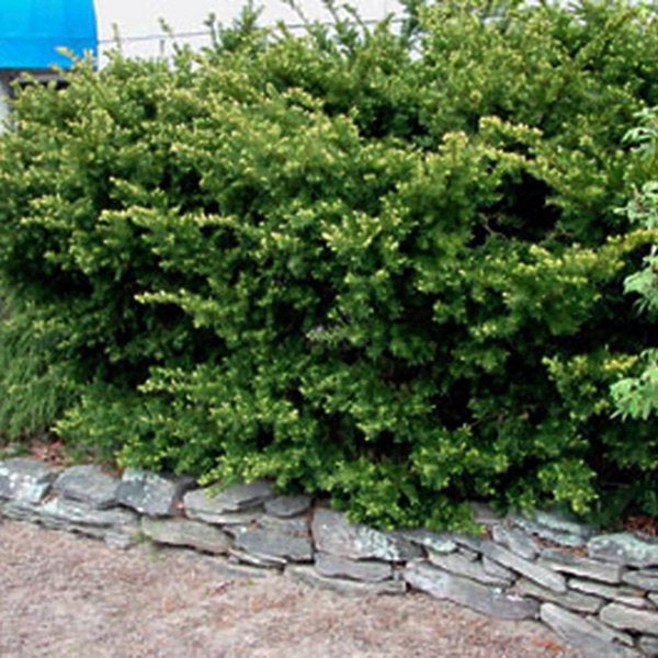 2g. Dense Yew