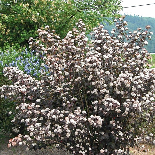 2g. Diabolo Ninebark