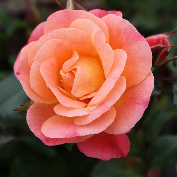 2g. Drift Rose Peach
