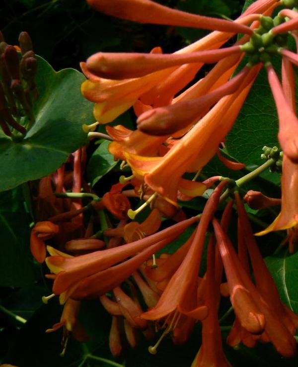2g. Dropmore Scarlet Honeysuckle