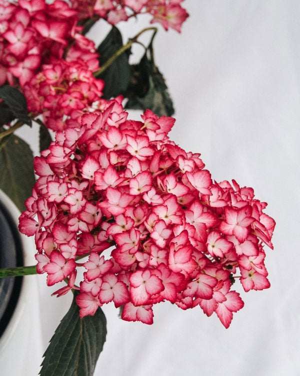 2g. FE Hydrangea Eclipse