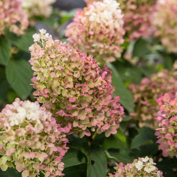 2g. FE Hydrangea Little Hottie