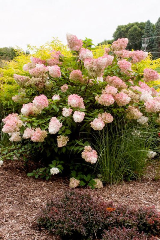 2g. FE Hydrangea Vanilla Strawberry