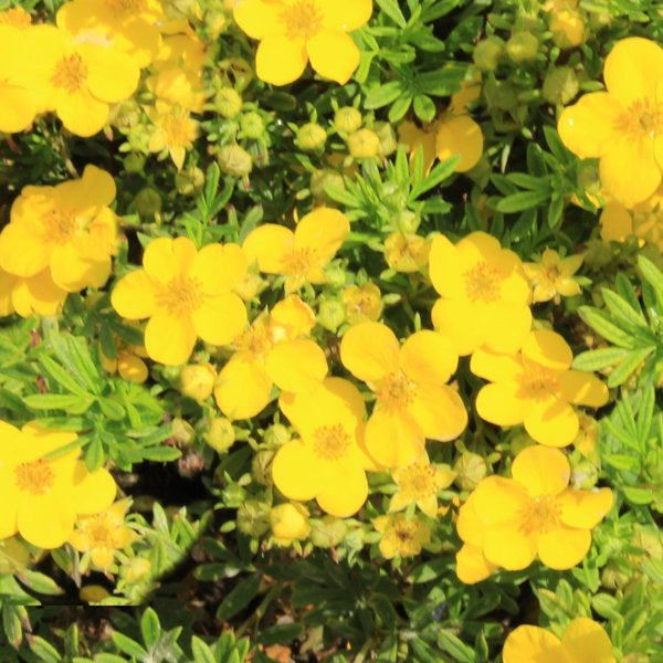 2g. Gold Finger Potentilla