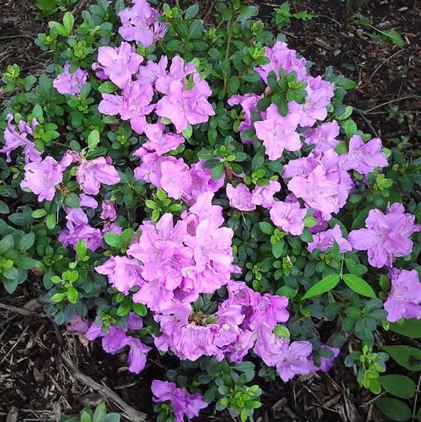 2g. Lilac Lights Azalea