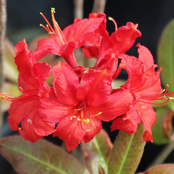 2g. Molalla Red Azalea