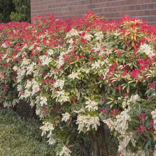 2g. Mountain Fire Japanese Pieris