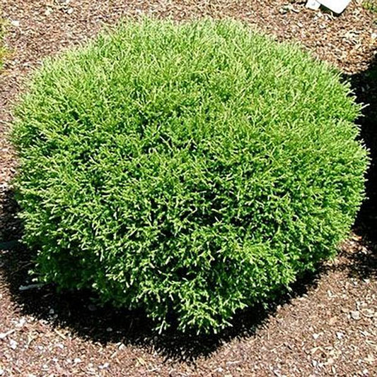2g. Mr. Bowling Ball Thuja