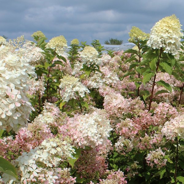2g. Phantom Hydrangea