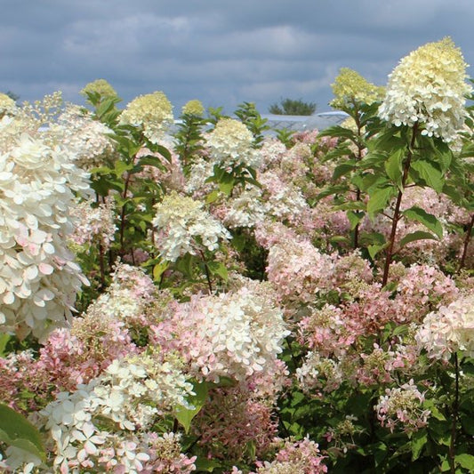 2g. Phantom Hydrangea