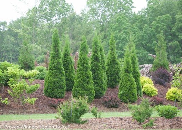 2g. PW Cedar North Pole