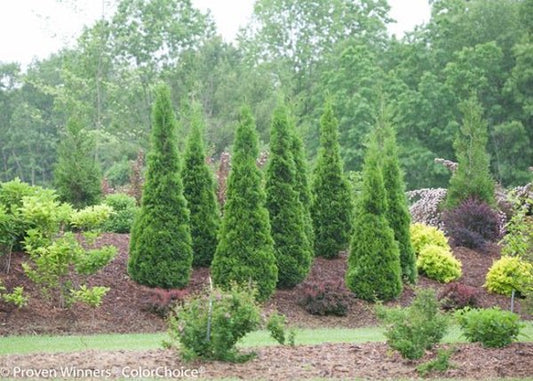 2g. PW Cedar North Pole