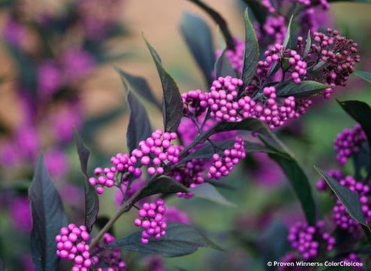 2g. PW Callicarpa Pearl Glam
