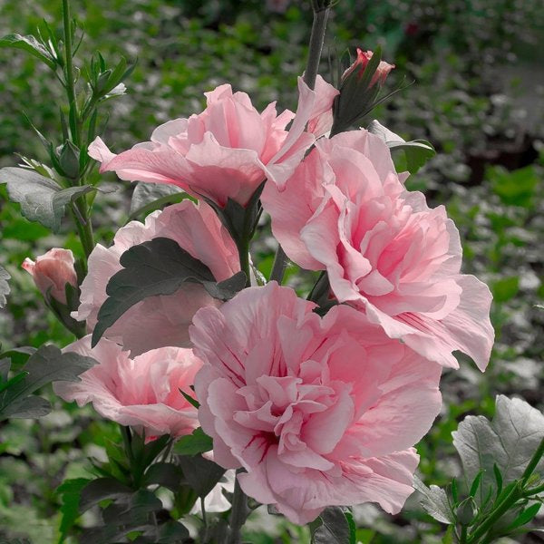 2g. PW Hibiscus Pink Chiffon