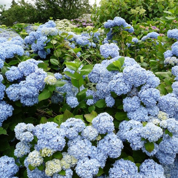 2g. PW Hyd Let's Dance Rhythmic Blue