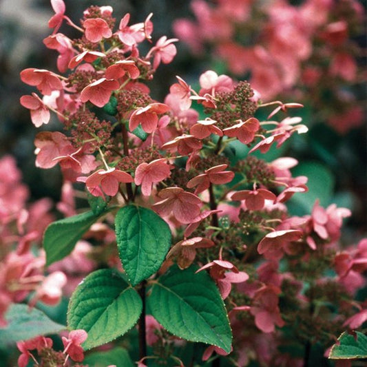 2g. PW Hydrangea Bulk Quick Fire