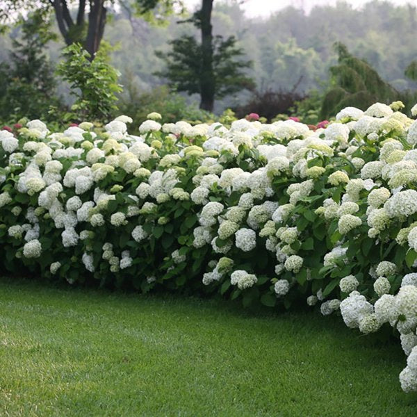 2g. PW Hydrangea Incrediball