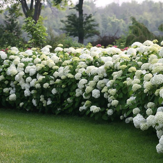 2g. PW Hydrangea Incrediball
