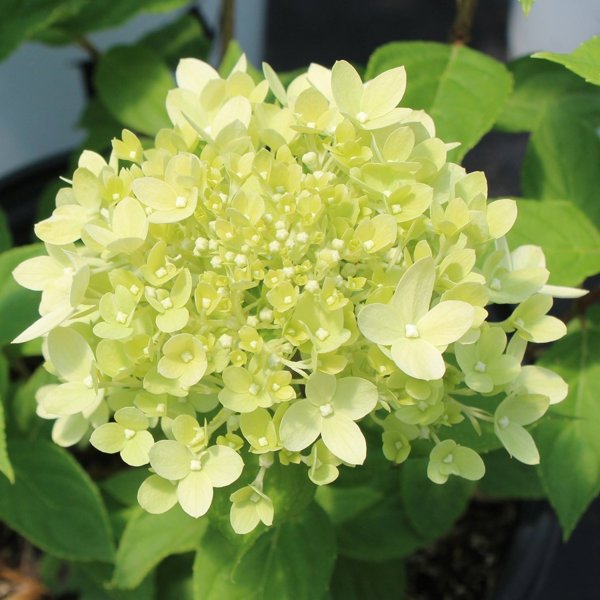 2g. PW Hydrangea Jane Little Lime