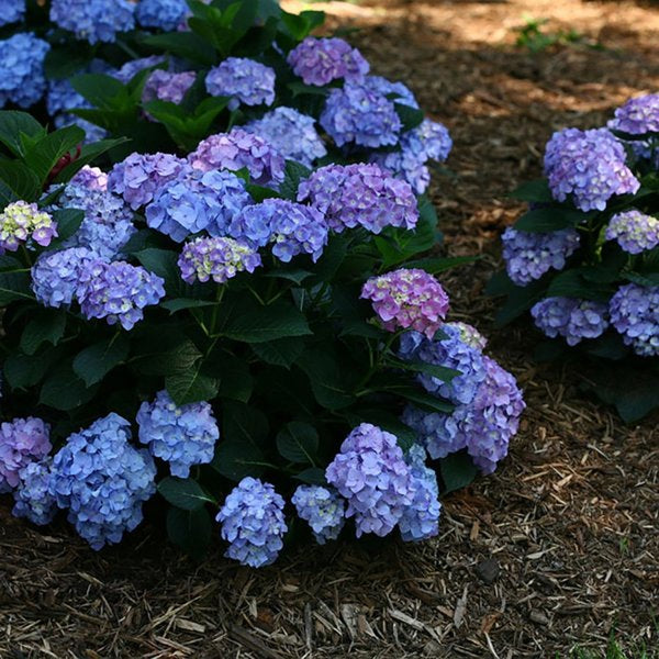 2g. PW Hydrangea Let's Dance BlueJan