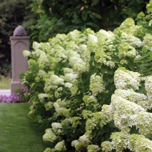 2g. PW Hydrangea Limelight