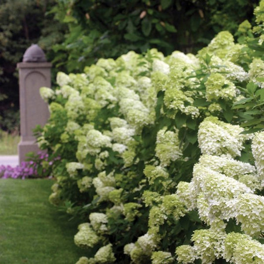 2g. PW Hydrangea Limelight