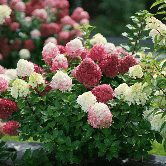 2g. PW Hydrangea Little Lime Punch