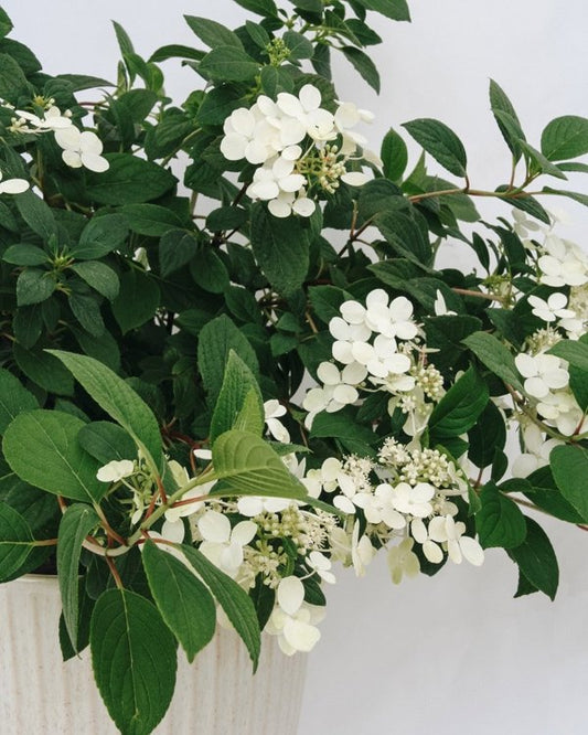 2g. PW Hydrangea Little Quick Fire
