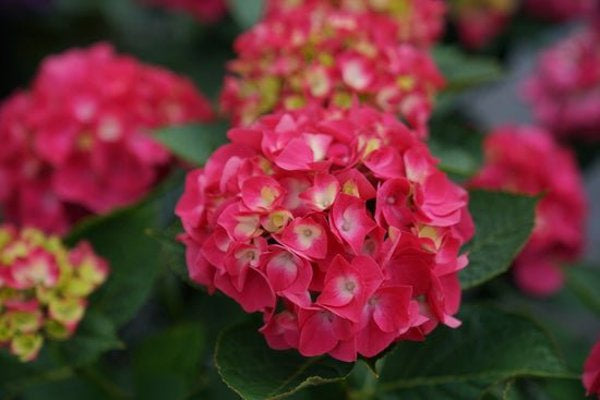 2g. PW Hydrangea Wee Bit Giddy