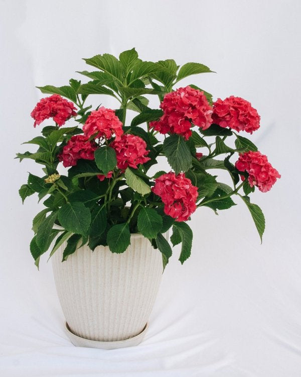 2g. PW Hydrangea Wee Bit Grumpy