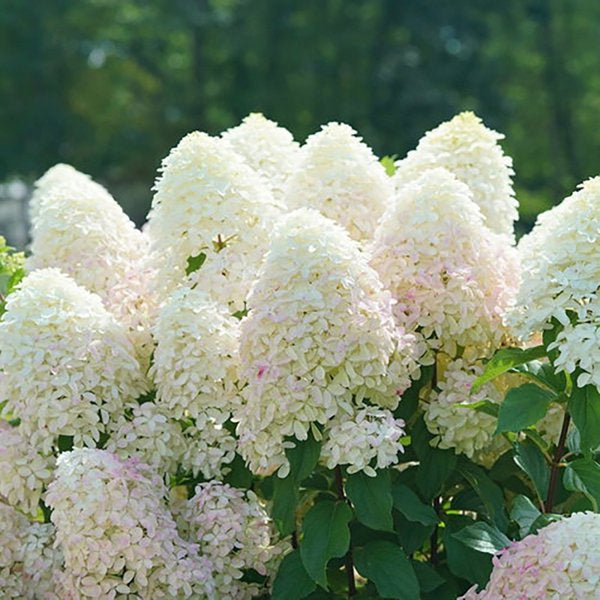2g. PW Hydrangea Quick Fire Fab