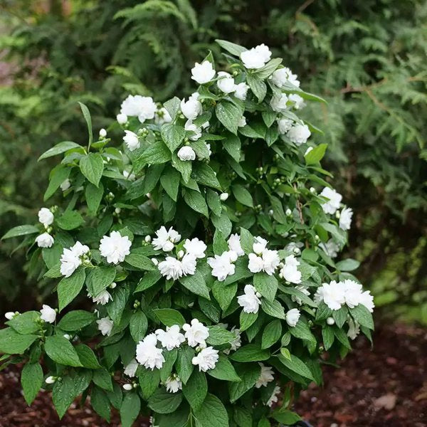 2g Illuminati Spice Mock orange