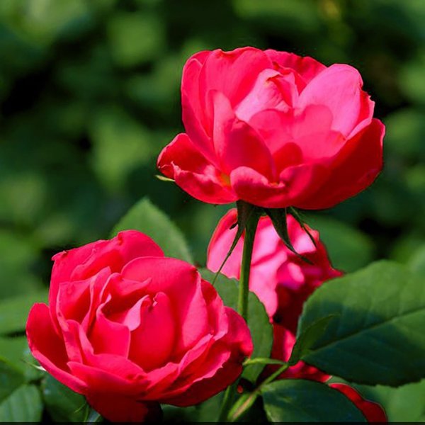 2g. PW Rosa Oso Easy Double Red